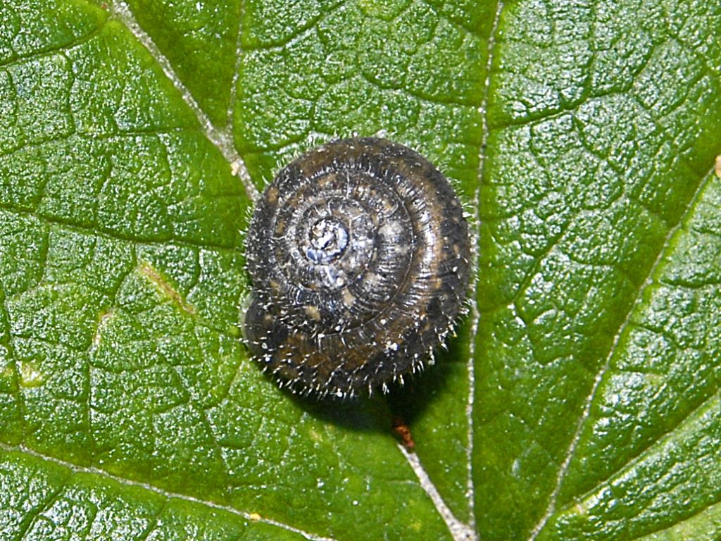 Una lumachina spinosa dalla Val di Rhemes